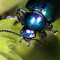 Petite bete bleue - 010